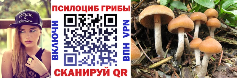 хочу наркоту  Кузнецк  Псилоцибиновые грибы Psilocybine cubensis 