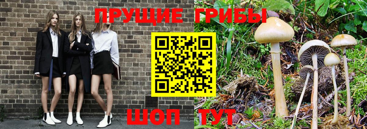 Галлюциногенные грибы Psilocybine cubensis  Кузнецк 